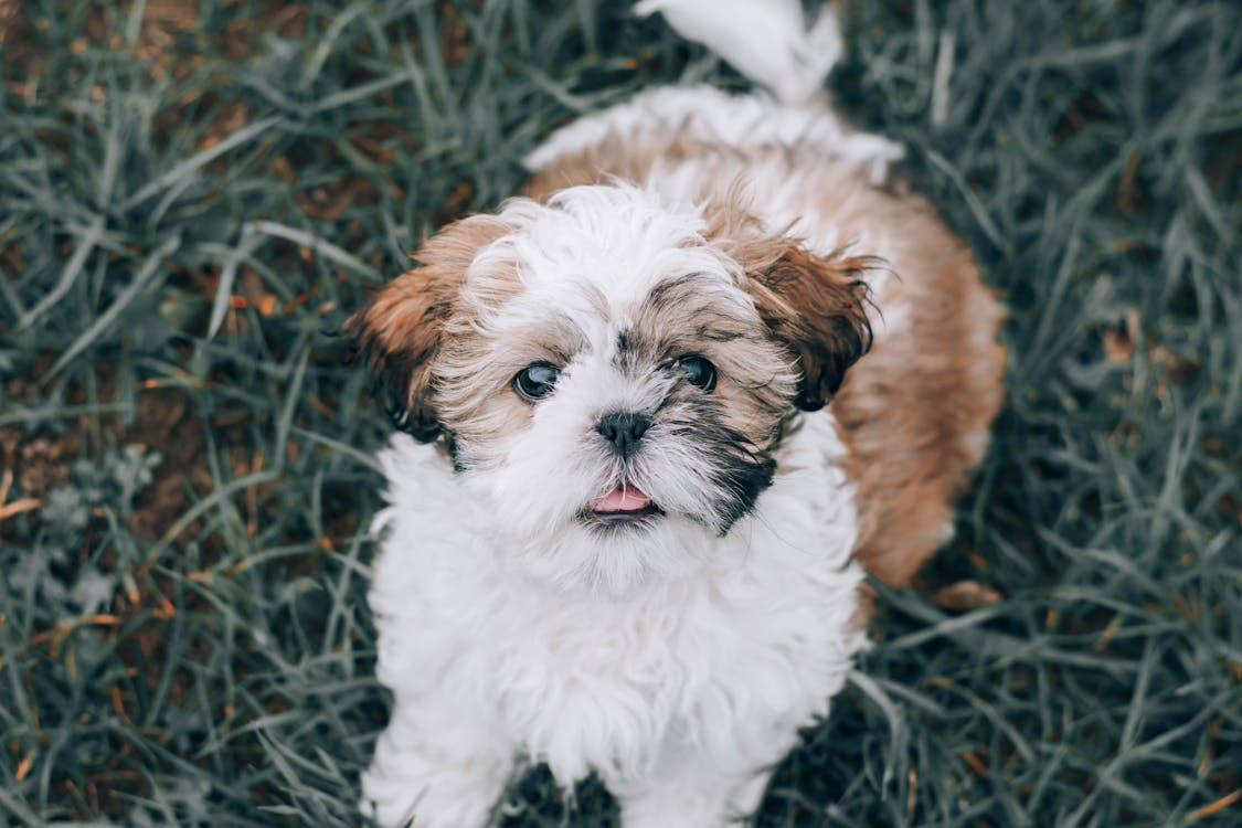 Shih Tzu pelo